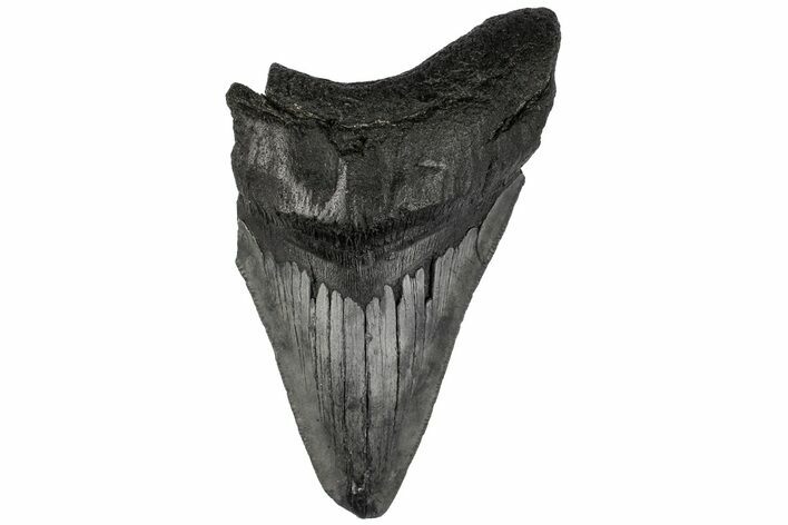 Partial, Fossil Megalodon Tooth #194007